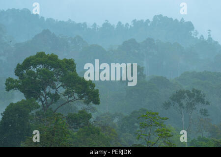 The rainforest canopy in a heavy downpour of rain, in Danum Valley rainforest, Sabah, Malaysia (Borneo) Stock Photo