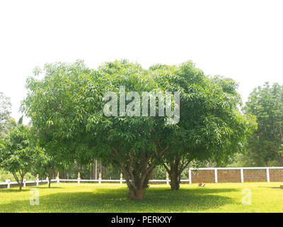 Mango Tree isolated on a white background. Stock Photo