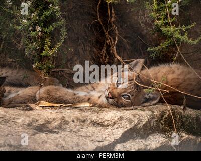 A lynx cub relaxes in the shade of a tree Stock Photo