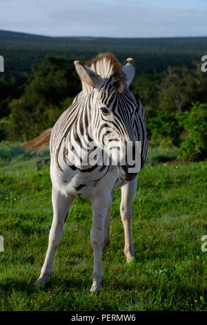 Plains Zebra foal in Addo Elephant National Park, South Africa Stock Photo