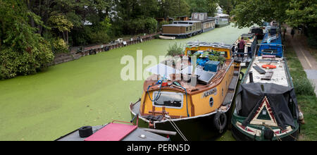 Grand Union Canal at Little Venice, Paddington London UK. The water is covered in green algae after the summer heatwave, 2018. Stock Photo