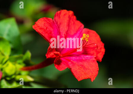 Red four o'clock flower (Mirabilis Jalapa) macro shot Stock Photo