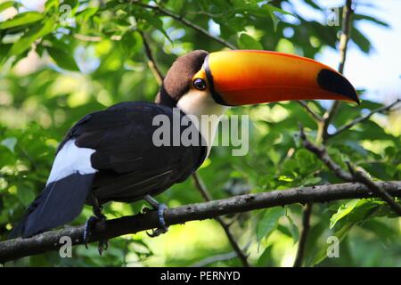 Nature of Brazil. Parque das Aves in Iguazu - common toco toucan (Ramphastos toco) bird. Stock Photo