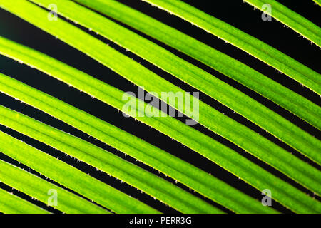 Macro shot of backlit green foliage texture Stock Photo