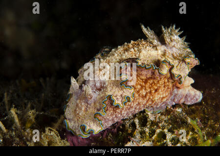 Sea Slug, Glossodoris cincta, Chromodorididae, Anilao, Batangas, Philippines, Philippine Sea, Pacific Ocean Stock Photo