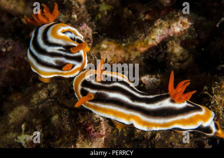 Sea Slug, Chromodoris magnifica, Chromodorididae, Anilao, Batangas, Philippines, Philippine Sea, Pacific Ocean, Asia Stock Photo