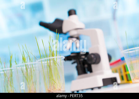 Green plants and scientific equipment in biology laboratary Stock Photo