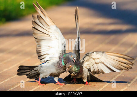 two pigeons battling wings on the ground Stock Photo