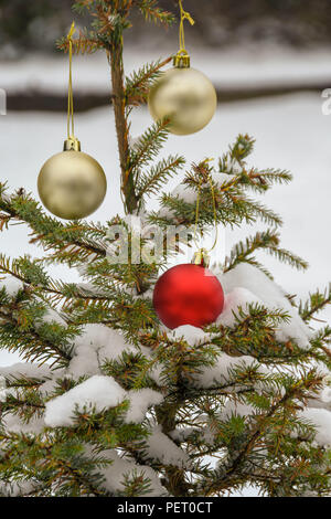 Red and gold baubles on the snow covered branches of a Christmas tree Stock Photo