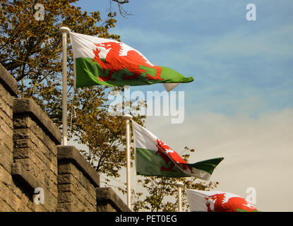 Welsh flags flying from Cardiff Castle in the city centre Stock Photo