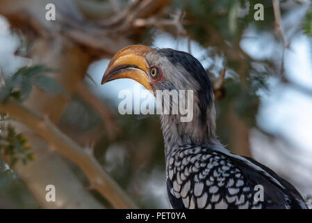 Close up head shot of southern yellow-billed Hornbill with soft green tree background looking away Stock Photo