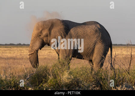 Evelphant in evening sun light thowing dirt across its back, dust clouds, Namibia Stock Photo