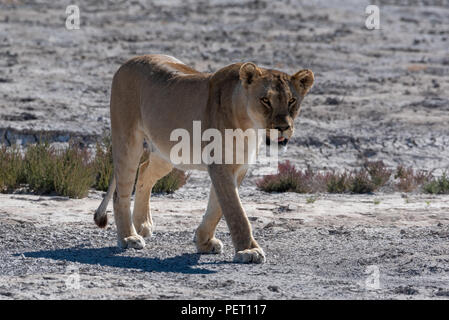 Close up portrait of female lion shwoing tongue walking across white clay plains, Namibia Stock Photo