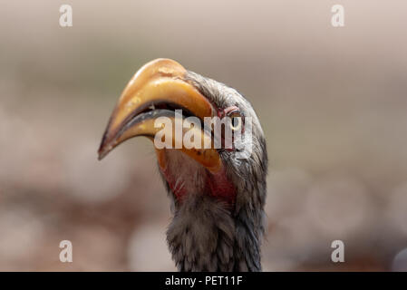 Extreme close up of southern yellow billed hornbill looking directly at camera Stock Photo