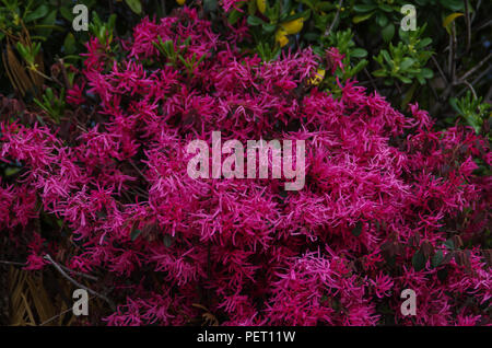 Loropetalum chinense var.rubrum Stock Photo