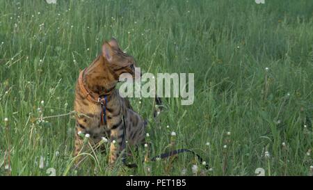 Bengal cat walks in the grass. He shows different emotions. Stock Photo