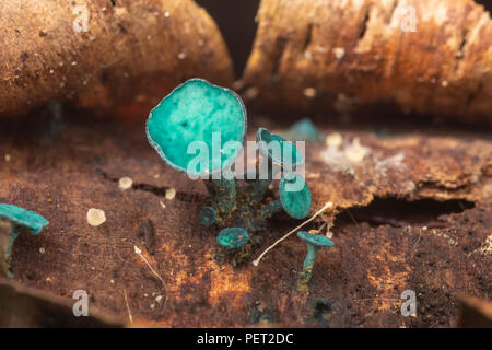 Green Elfcup (Chlorociboria aeruginascens) fungus growing on a rotting tree branch. Stock Photo