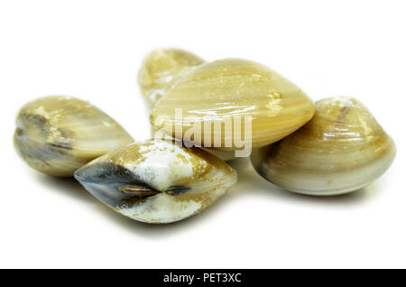 Fresh uncooked clams isolated on white background Stock Photo