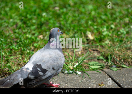 Closeup of Pigeon in park walking on edge of sidewalk with grass Stock Photo