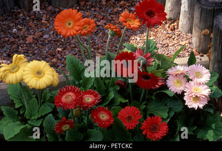 Flowering orange, yellow, red and pink Gerberas (''Hummingbird Series') growing in small flowerbed, New South Wales, Australia. Stock Photo