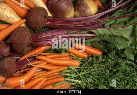 HARVESTED CARROTS, TURNIPS, PARSNIPS, BEETROOT AND PARSLEY. Stock Photo