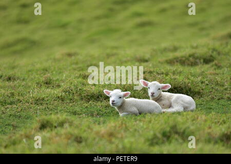 Two isolated young lambs resting on  grass. Their wool is still quite clean and white. Stock Photo