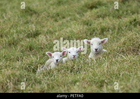 Three isolated young lambs resting in  grass on slope looking straight into camera. Their faces are clean and bright white. Stock Photo