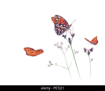 Gulf Fritillary butterflies in a meadow on white background Stock Photo