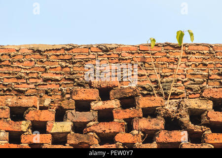 Cellular brick wall with small plant texture. Ancient cellular brick wall was interrupted by small trees. Brick wall texture with small tree in old to Stock Photo