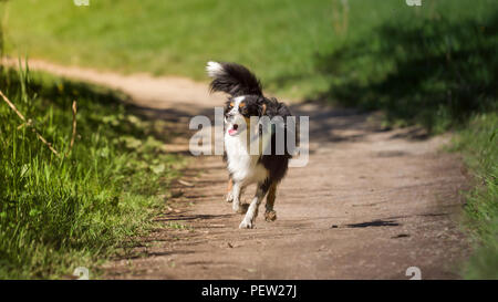 Nala the Miniature Australian Shepherd, walk in the woods Stock Photo
