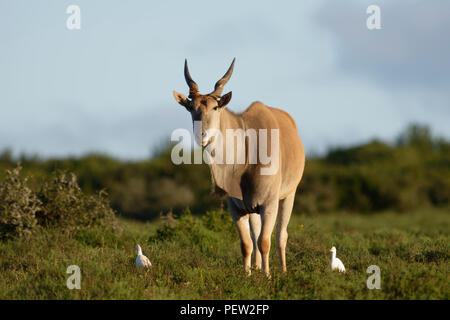 Common Eland grazing, Addo Elephant National Park, Eastern Cape, South Africa Stock Photo