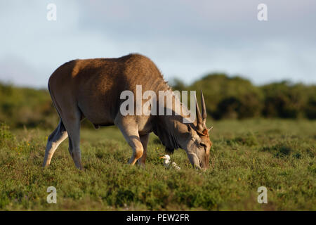 Common Eland grazing, Addo Elephant National Park, Eastern Cape, South Africa Stock Photo