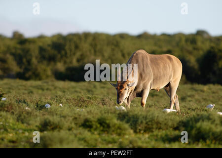 Common Eland grazing, Addo Elephant National Park, Eastern Cape, South Africa Stock Photo