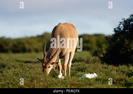 Common Eland grazing, Addo Elephant National Park, Eastern Cape, South Africa Stock Photo