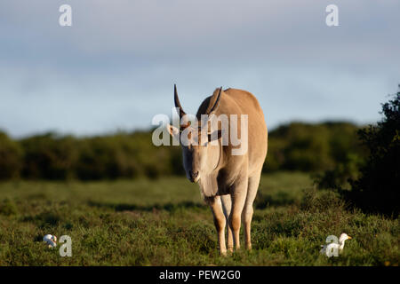 Common Eland grazing, Addo Elephant National Park, Eastern Cape, South Africa Stock Photo