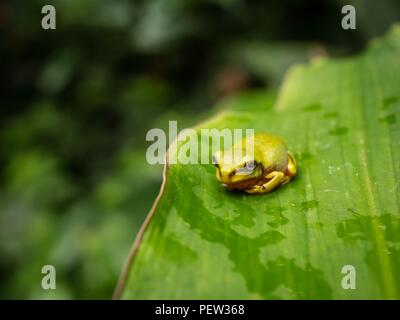 A small green tree frog sitting on a large leaf in a rain forest Stock Photo