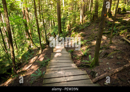 Forest walkway near Lynn Canyon in North Vancouver. Stock Photo