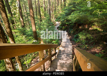 Forest walkway near Lynn Canyon in North Vancouver. Stock Photo