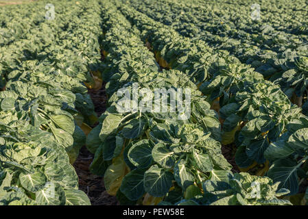 A field full with brussels sprouts (brassica oleracea) growing on rows in a field. Stock Photo