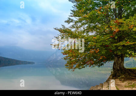 Autumn tree with colorful foliage in green, yellow and red near beautiful Lake Bohinj in Slovenia Stock Photo