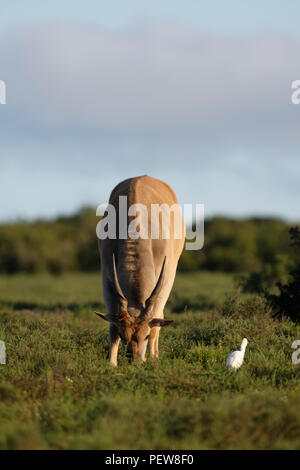 Common Eland grazing, Addo Elephant National Park, Eastern Cape, South Africa Stock Photo