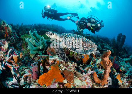 One diver shooting a digital SLR and another diver with a video camera line up on a hawksbill turtle, Eretmochelys imbricata, on an Indonesian reef. T Stock Photo