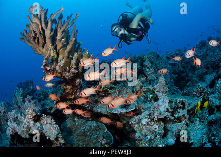 Diver (MR) and a school of shoulderbar soldierfish, Myripristis kuntee.   Hawaii. Stock Photo