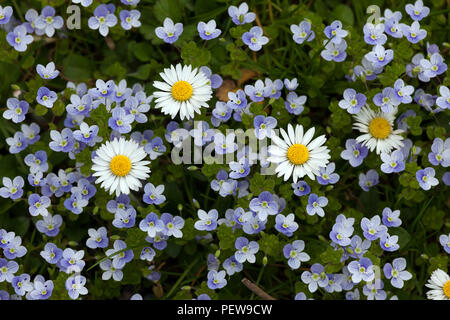 Spring Flowers in residential area, Basel, Switzerland.