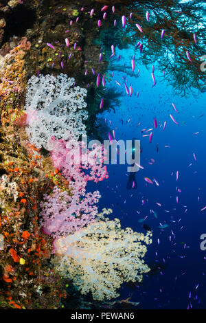 Diver (MR) schooling anthias and alcyonarian coral, Fiji. Stock Photo