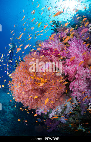 Along with the diver, alconarian and gorgonian coral with schooling anthias dominate this Fijian reef scene. Stock Photo