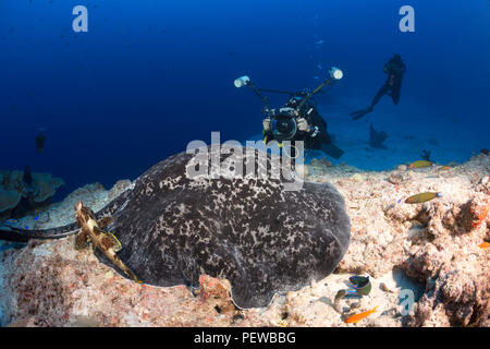 Round ribbontail or Blotched fantail ray [Taeniura meyeni]. West Papua ...