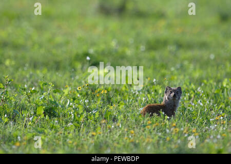 Meerkat, Addo Elephant National Park, Eastern Cape, South Africa Stock Photo