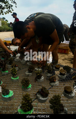 U.S. Marine Corps Sgt. Jonathan Vang, a radio operator with 3rd Reconnaissance Battalion, 3D Marine Division, attaches coral to cement creating a coral reef during Landing Force Cooperation Afloat Readiness and Training (LF CARAT) 2015 at Bama Beach, East Java, Indonesia, Aug. 7, 2015. LF CARAT is meant to strengthen, increase the interoperability in amphibious planning and operations and the core skill sets between the United States and the nations of Indonesia, Malaysia, and Thailand. (U.S. Marine Corps photo by MCIPAC Combat Camera Lance Cpl. Sergio RamirezRomero/Released) Stock Photo