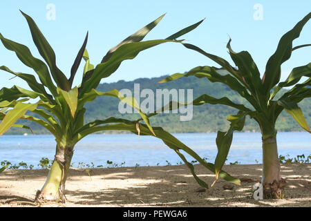 Young plants on beach, Chuuk or Truk Lagoon, Carolines Islands, Pacific Ocean, Stock Photo